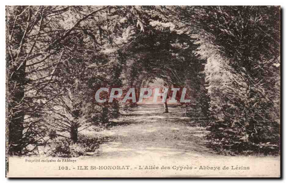 Ile St Honorat - L'Allee des Cypres - Abbaye de Lerins - CPA 
