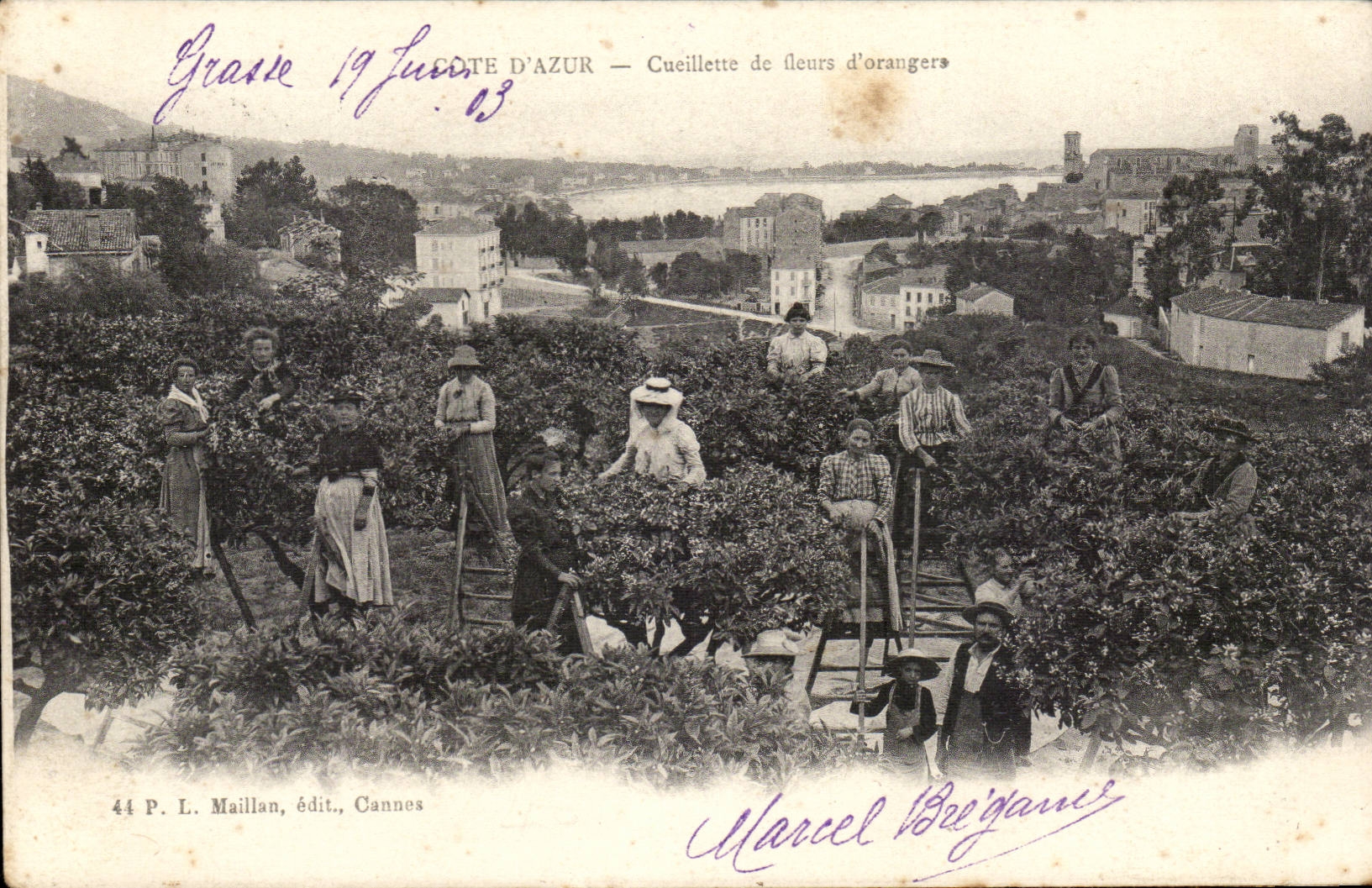 Grasse - Cote d'Azur - Cueillette de fleurs d'orangers - CPA TOP