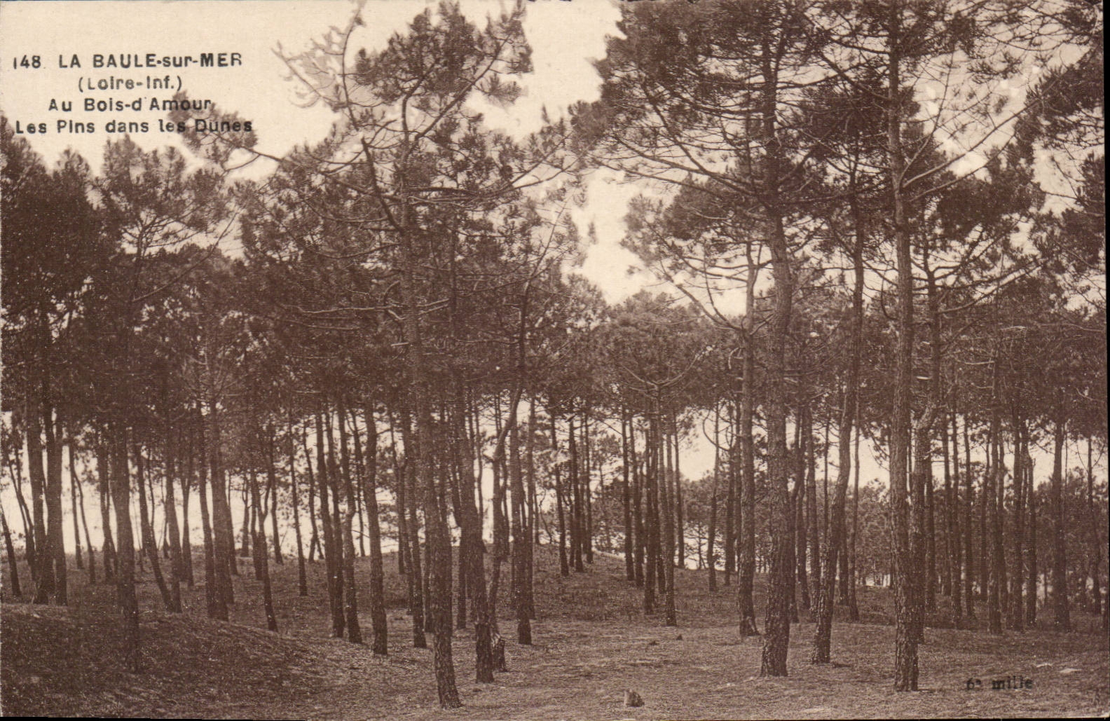 La Baule CPA Au bois d'amour Les pins dans les dunes