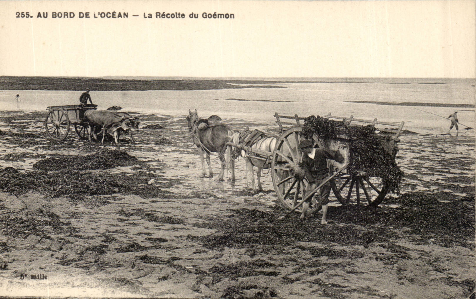 Au bord de l'ocean CPA La recole de goemon TOP