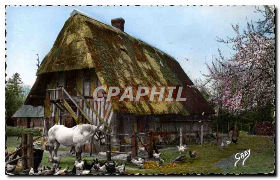CPA Normandie Toute la ferme (cheval horse)