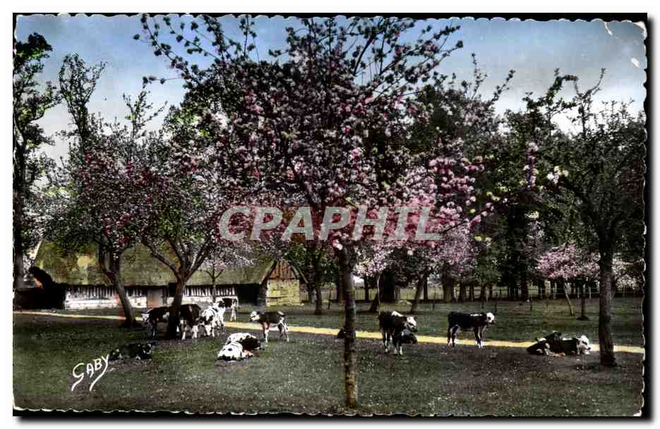 La Normandie CPA La sieste (vaches)