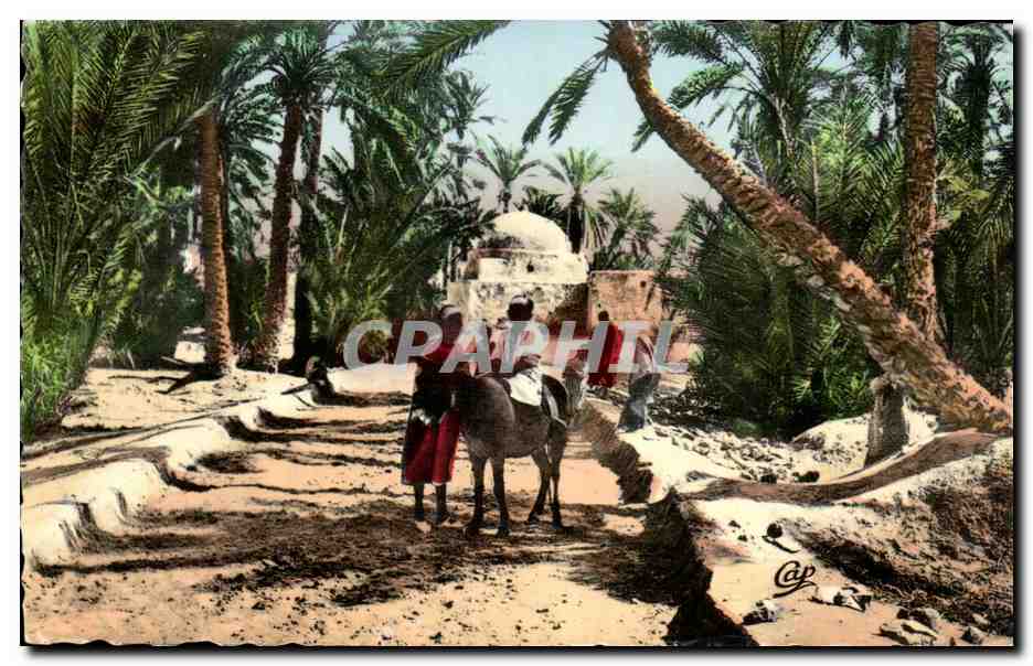 Tunisie CPM Scenes et types Chemin dans la palmeraie (ane donkey)