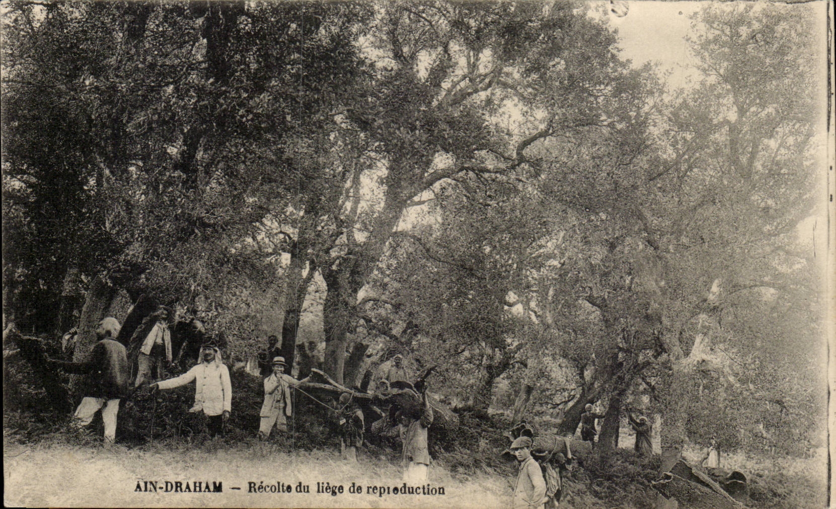 Ain-Draham — Récolte du liège de reproduction