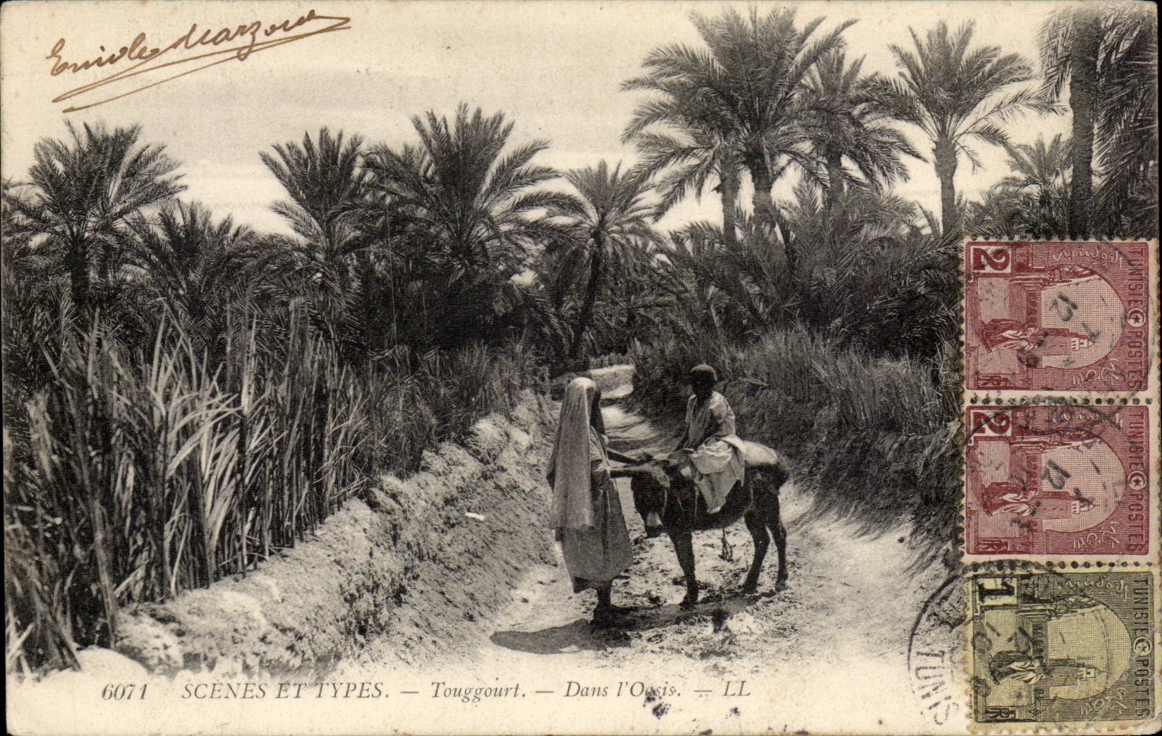Tunisie CPA Scenes et types Touggourt Dans l'oasis (ane donkey mule)