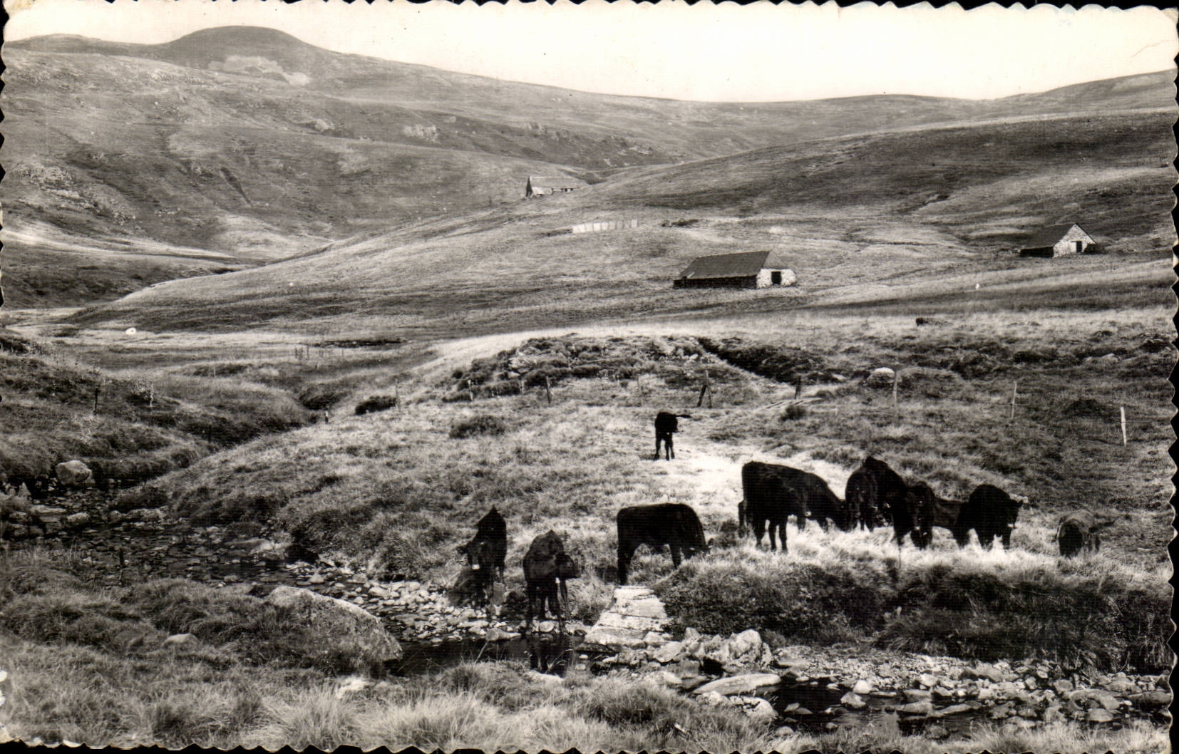 CPM Le plomb du CAntal 'alt 1887m) Un paturage (vaches)