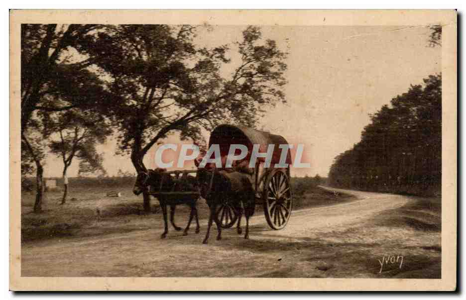 Les Landes CPA attelage landais (ane donkey mule)