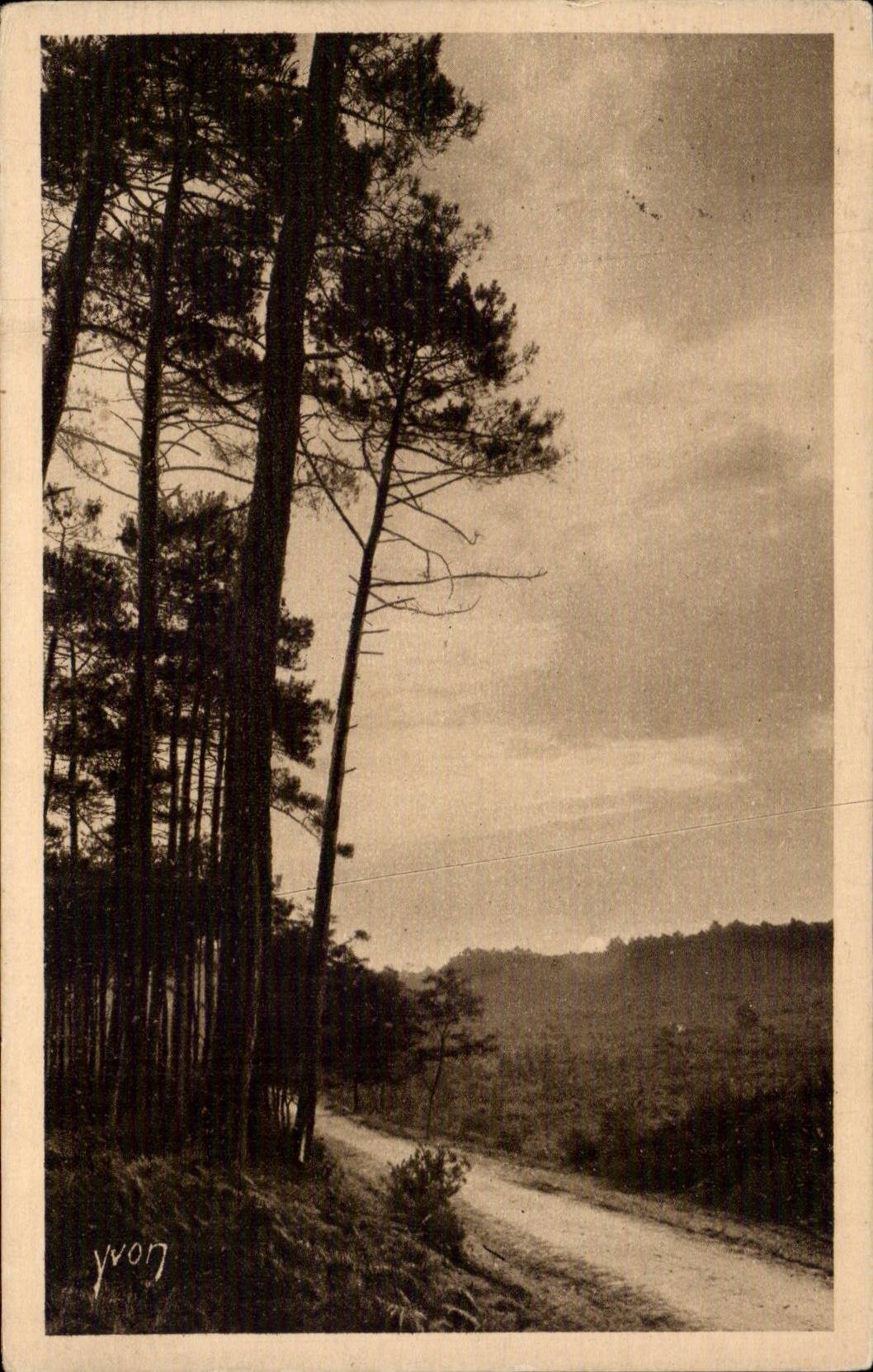 Les Landes de Gascogne — Lever de Soleil en Forêt — Édition d'Art YVON