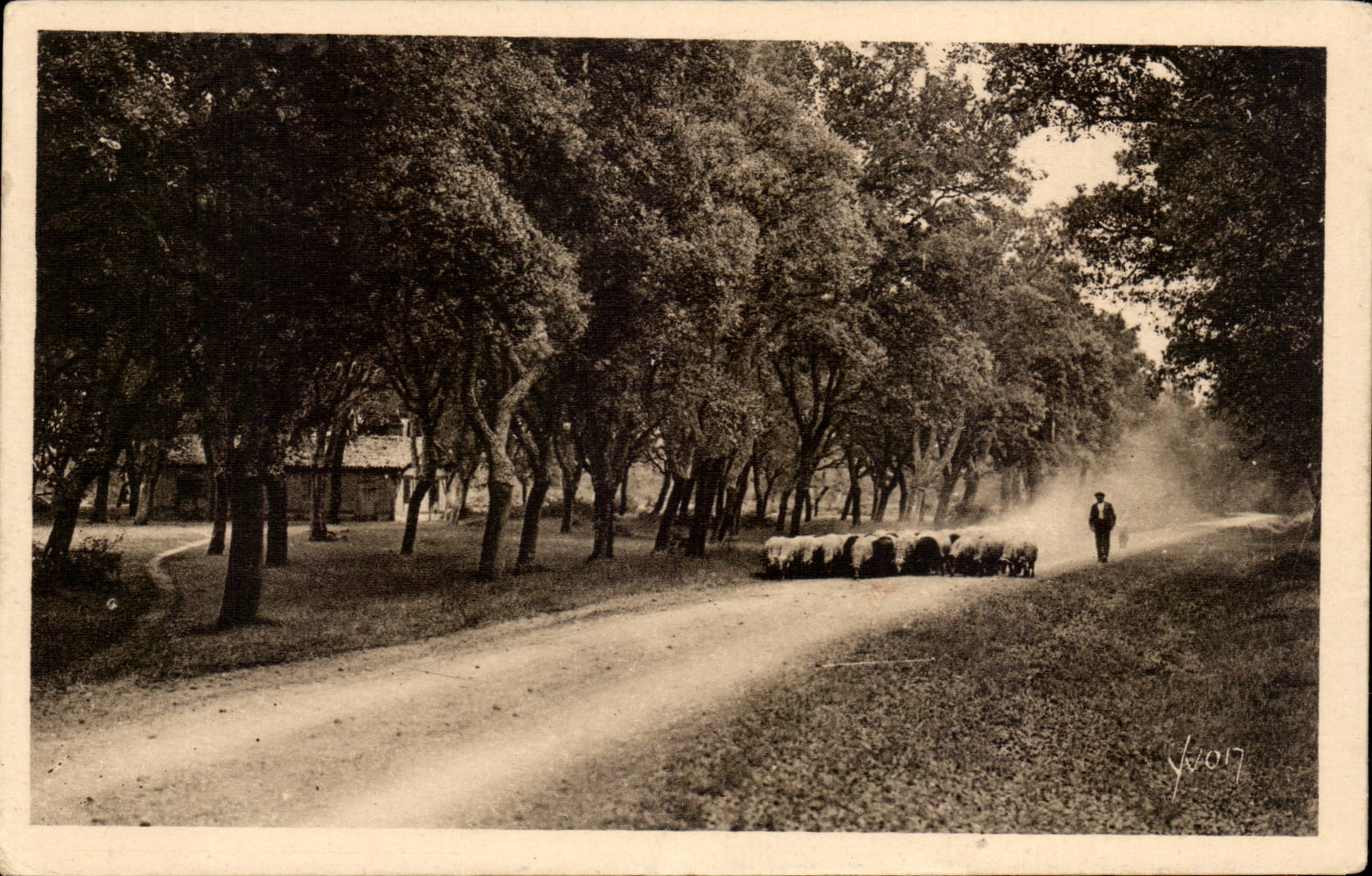 Les Landes de Gascogne CPA Sur les routes poudreuses (moutons)