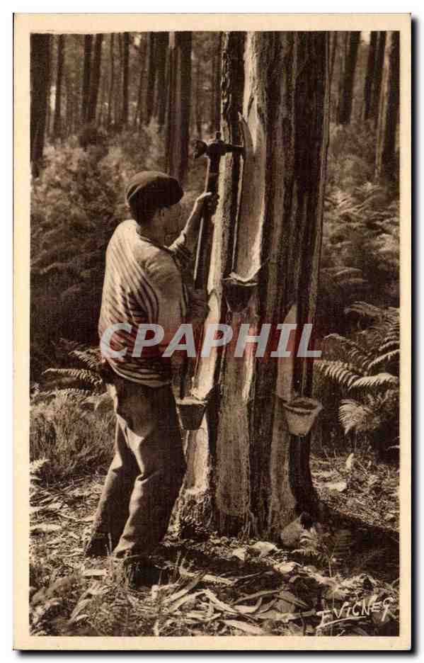 Un gemmeur qui fait l'entaille — Paysages Landais n°5 — Éditions E. Vignes - Castelnau-des-Landes