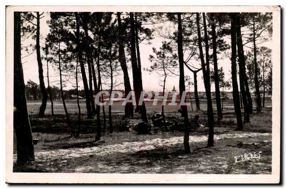 Forêt de pins — Vieux-Boucau-les-Bains (Landes) — Édition d'Art E. VIGNES