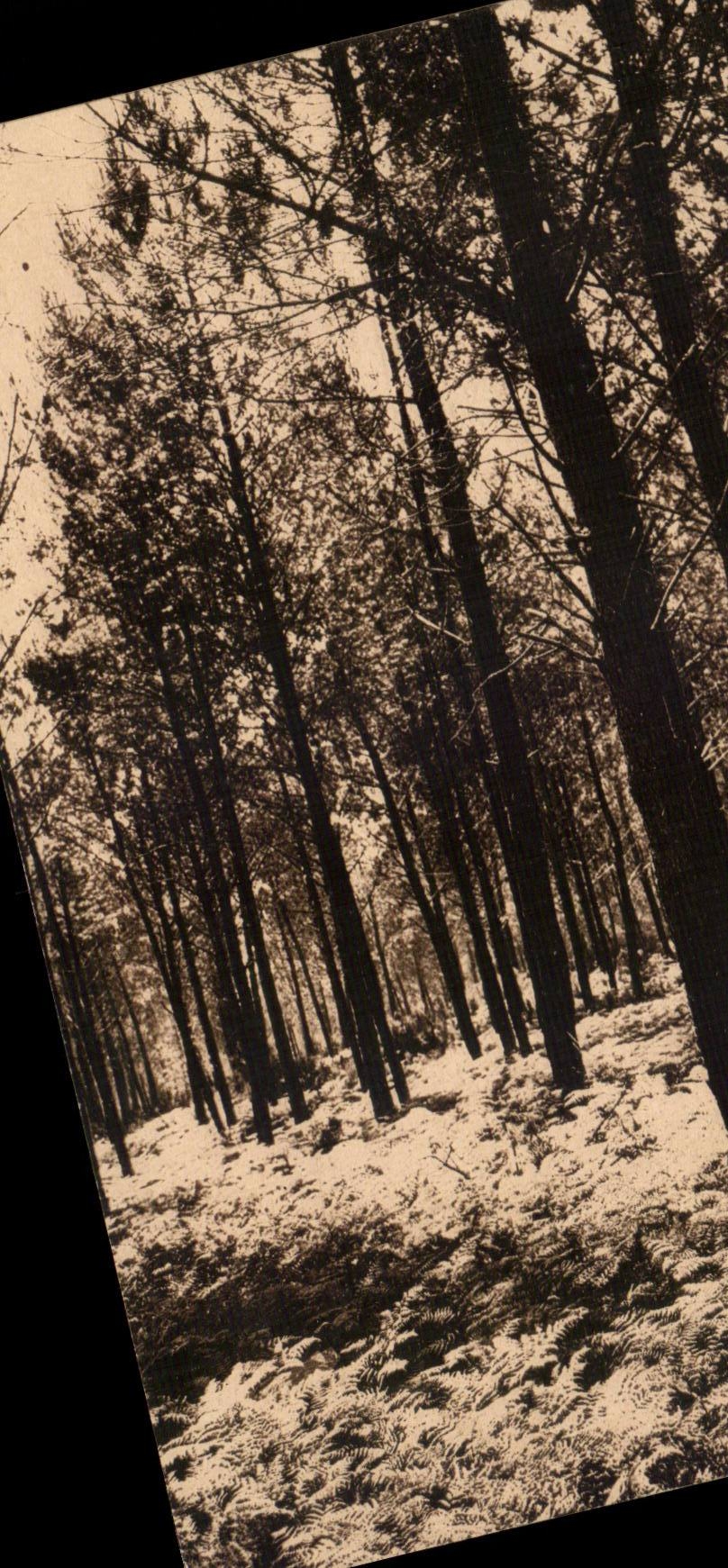 Landes de GAscogne CPA Les fougeres l'ete