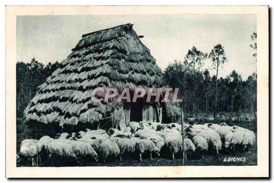 Nos Landes CPA Moutons devant leur abri une borde landaise