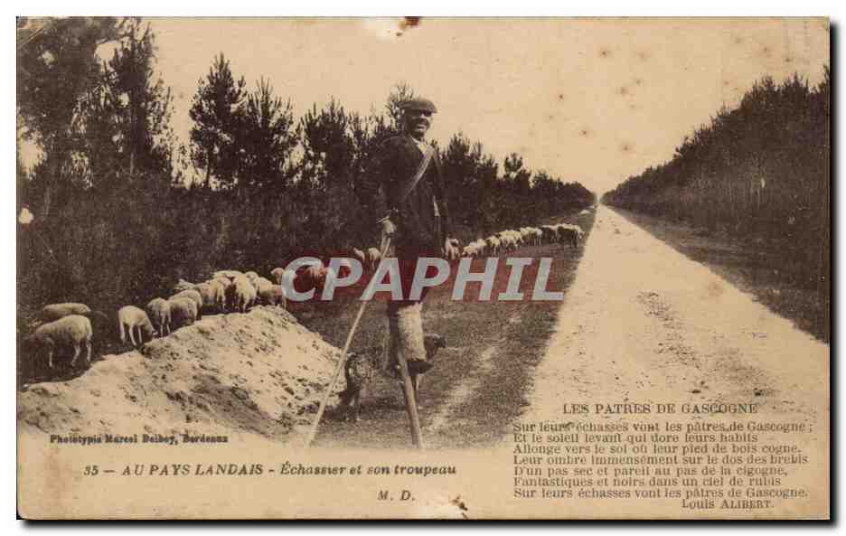 Au pays Landais CPA Echassier et son troupeau 