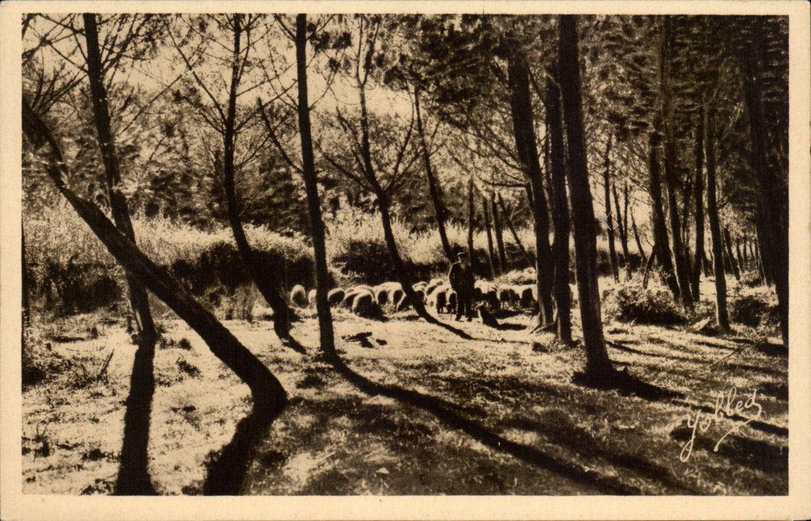 Paysage dans les Landes de Gascogne — Héliogravure — Héliegravure Marvel Deltoy, 29, Rue de la Rousselle, Bordeaux