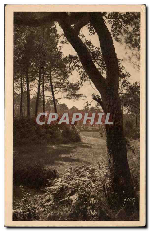 Les Landes de Gascogne CPA Paysage landais