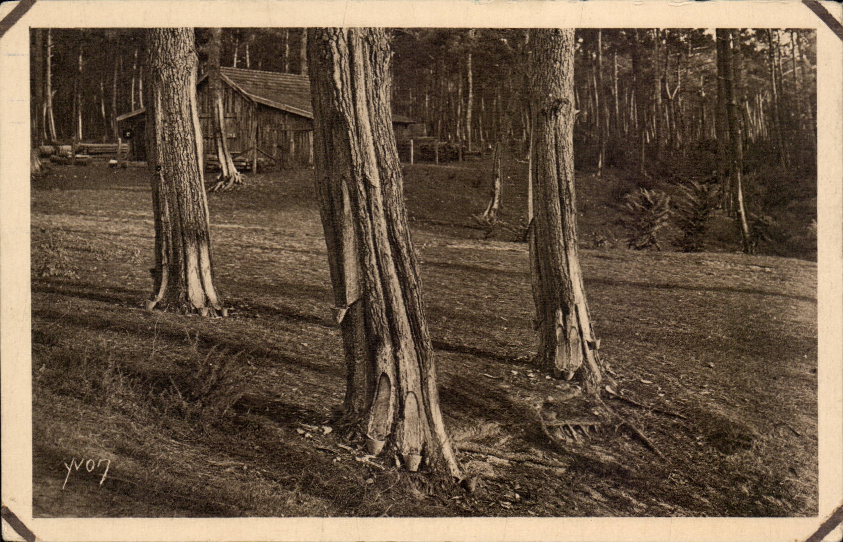 Les Landes de Gascogne — Les Suppliciés — Édition d'Art YVON, Paris