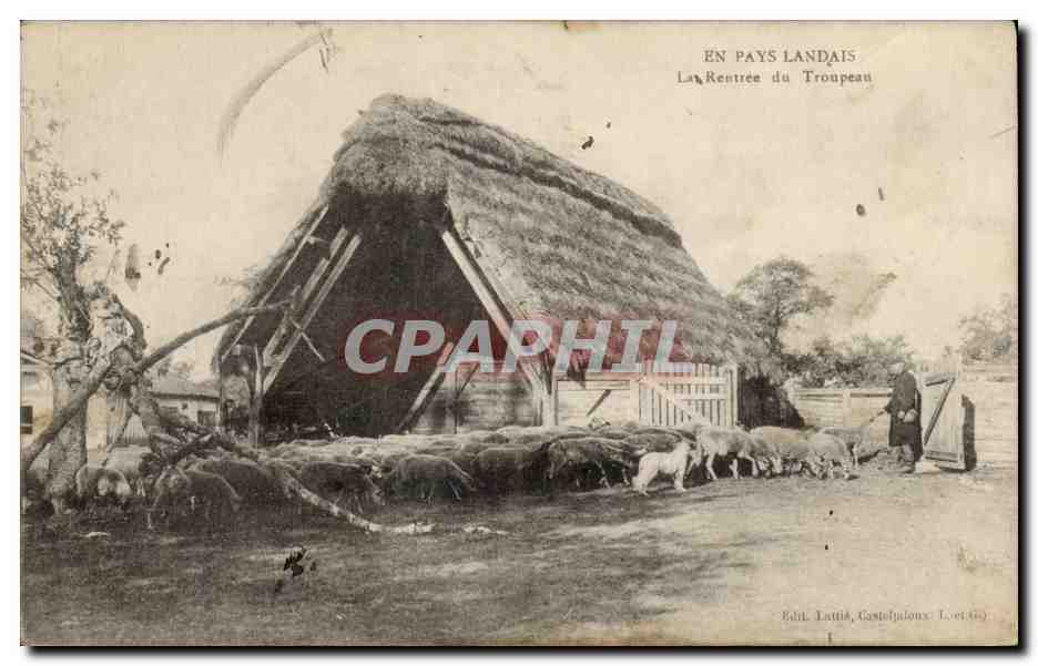 CPA En pays landais La rentree du troupeau (moutons)