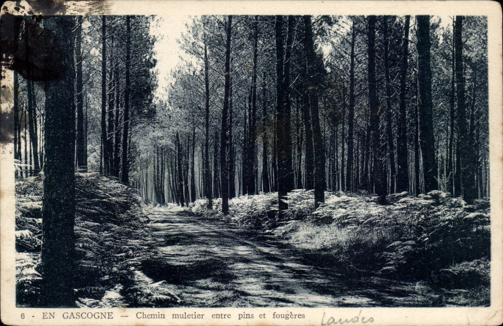 En Gascogne — Chemin muletier entre pins et fougères — Landes