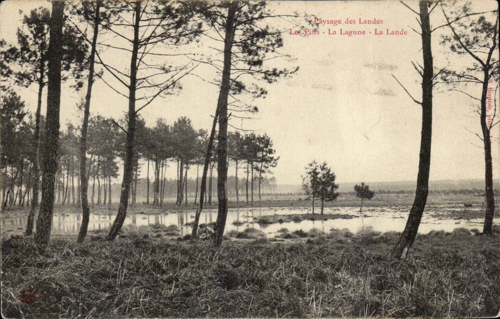Paysage des Landes — Les Pins - La Lagune - La Lande — éditeur inconnu