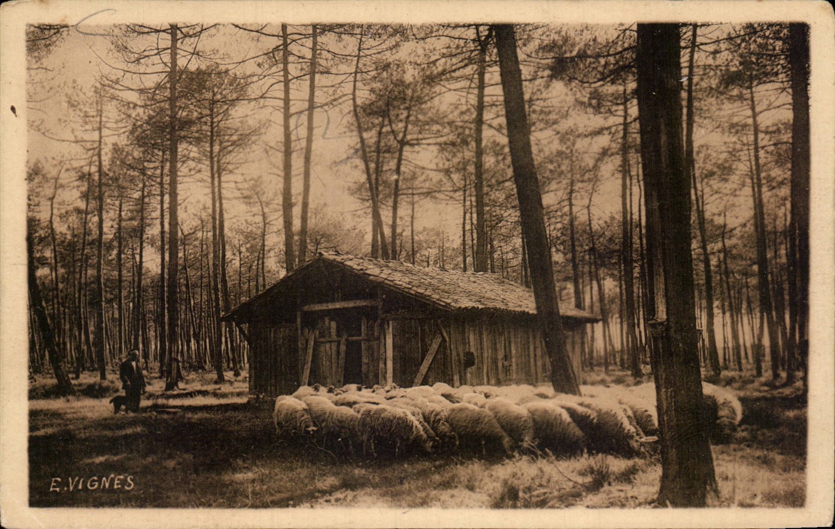 CPA Les paysages d'E Vignes laureat des expositions internationales La foret landaise