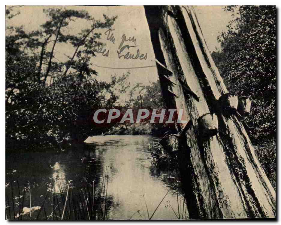 Soleil des Landes CPA Courant landais