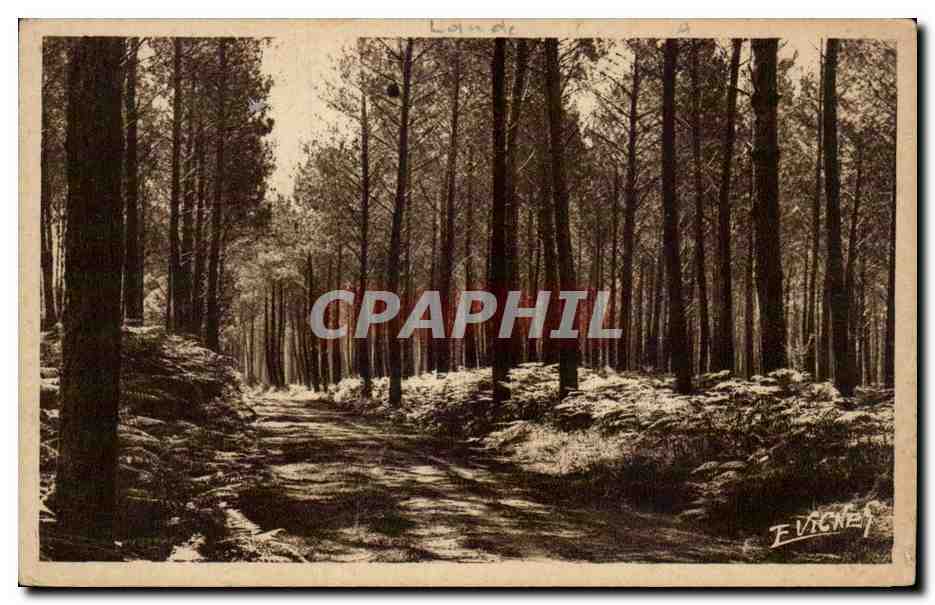 CPA Chemin muletier entre pins et fougeres Guyenne Gascogne Landes