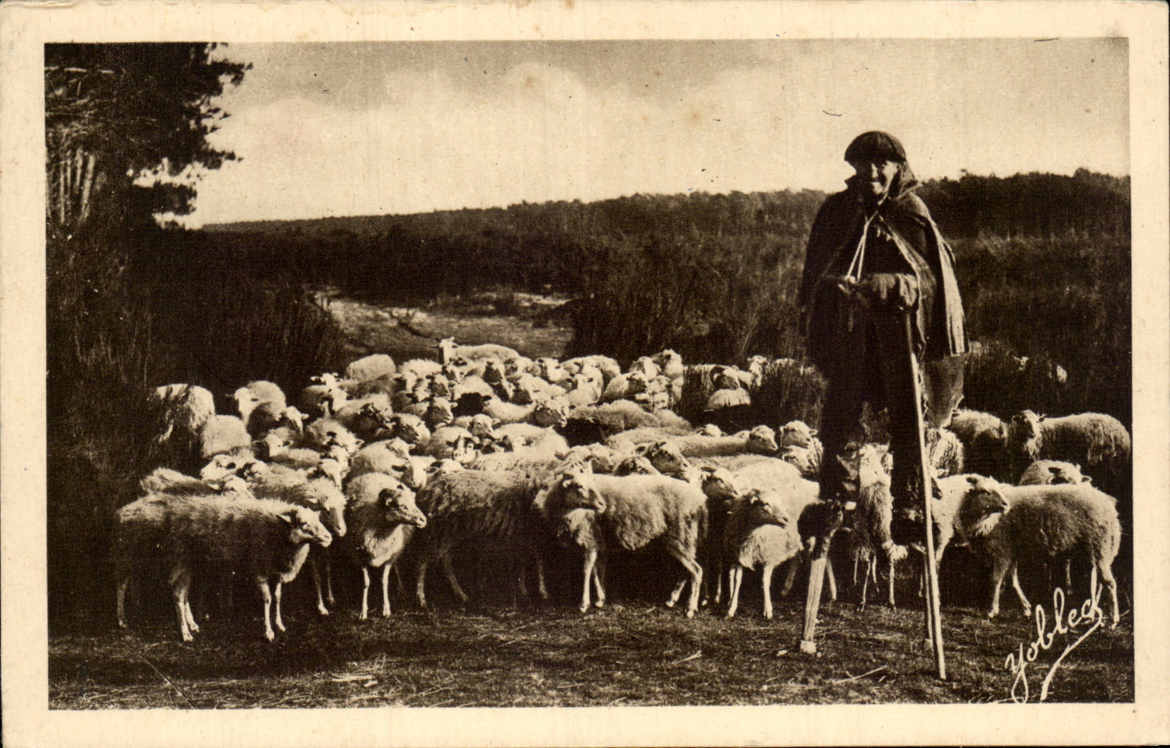 CPA Dans les Landes de Gascogne Berger landais et son troupeau