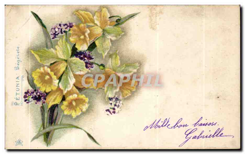CPA Fantaisie Fleurs Petunia Legerete