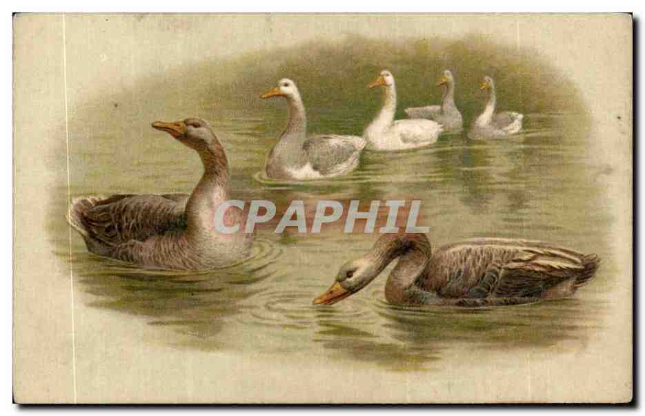 CPA Fantaisie Oies Canards Ducks