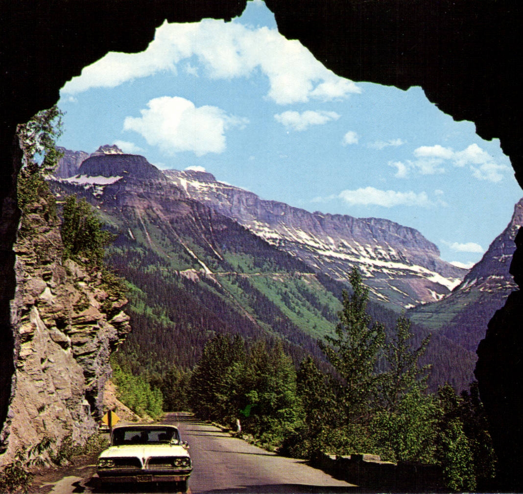 Etats Unis CPM Glacier National park Montana (ours bear)