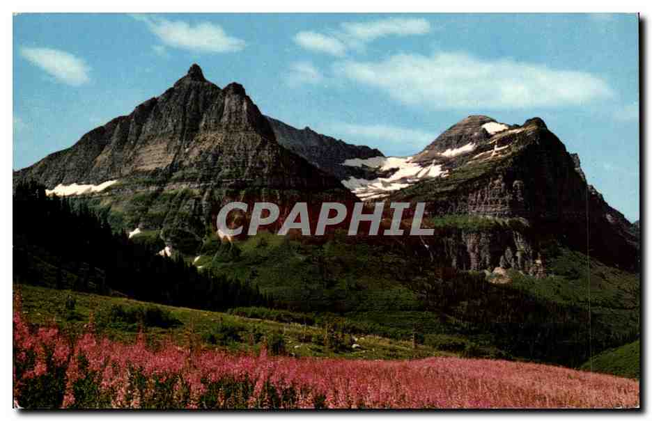 Etats Unis CPM Fireweed Glacier National park Montana