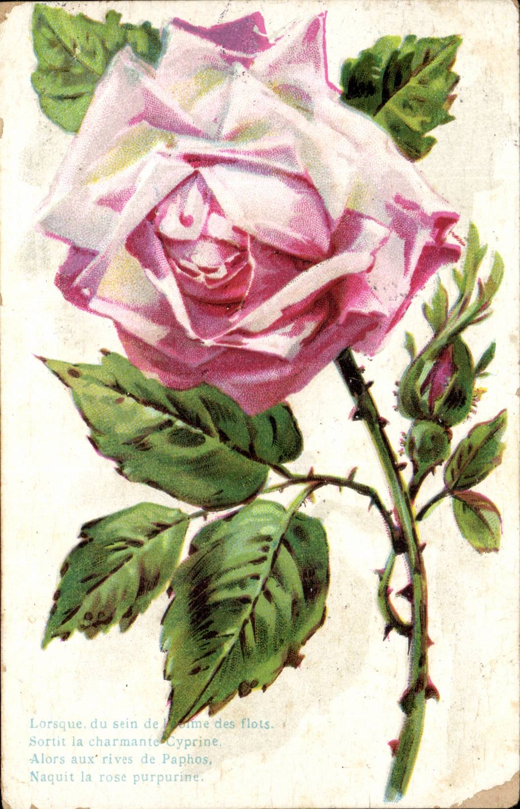 CPA Fantaisie Fleur Rose