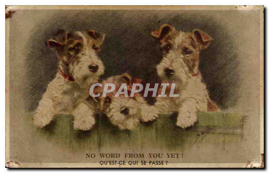 CPA Fantaisie Animaux Chiens Dogs Dog No word from you yet ! 