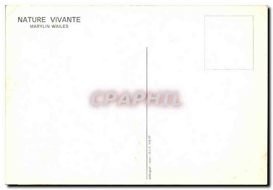 CPM Nature vivante Marylin Wailes — Back