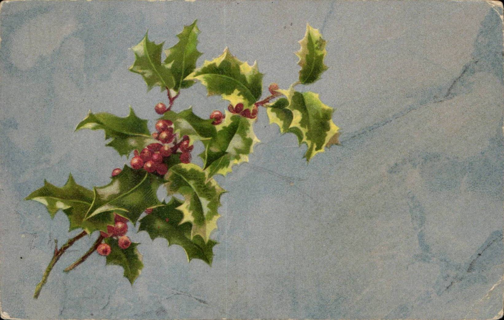 Fleurs - Plantes - Houx - Holy - CPA 