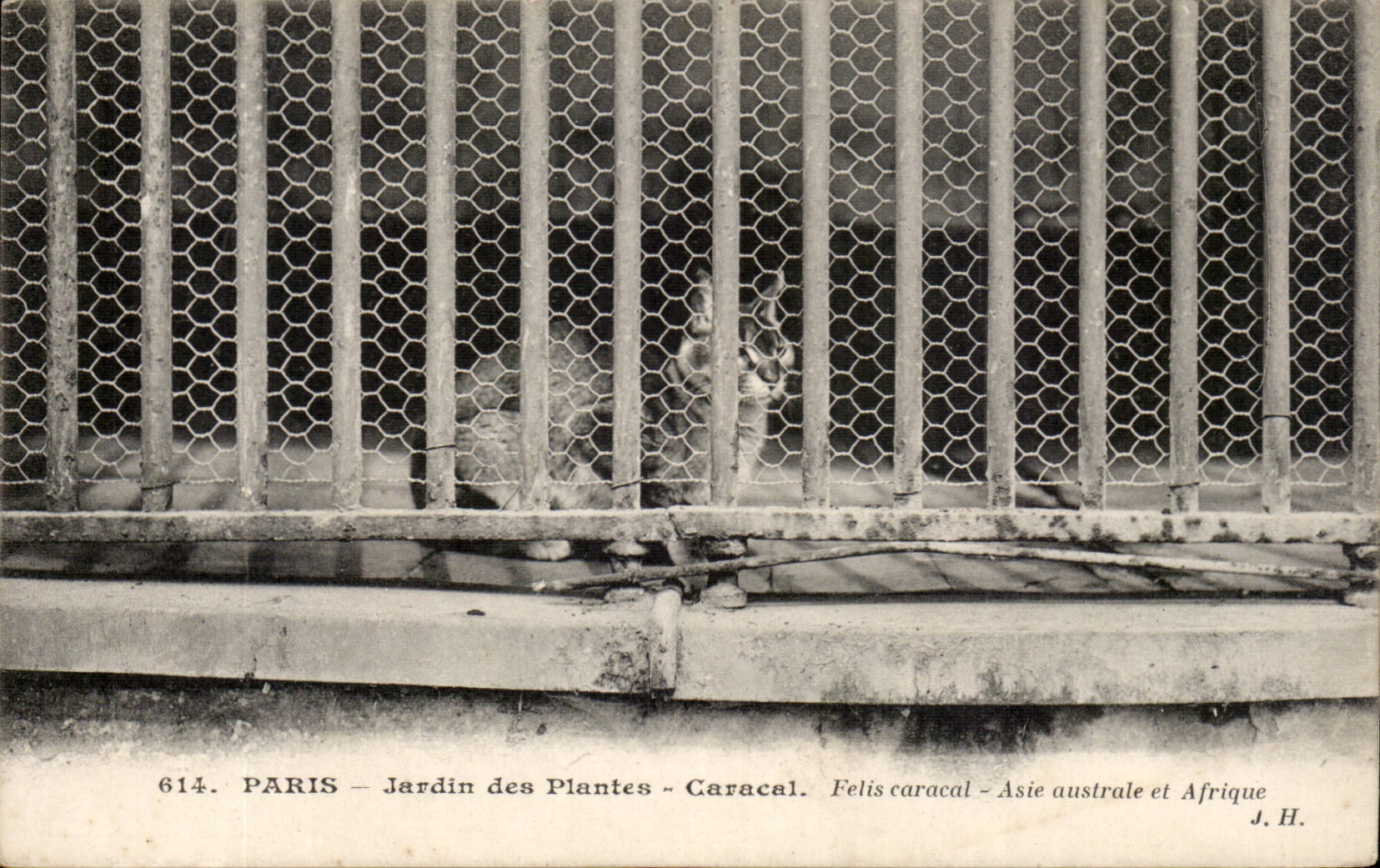 Paris - 5 - Jardin des Plantes - Caracal - chat - cat - CPA 