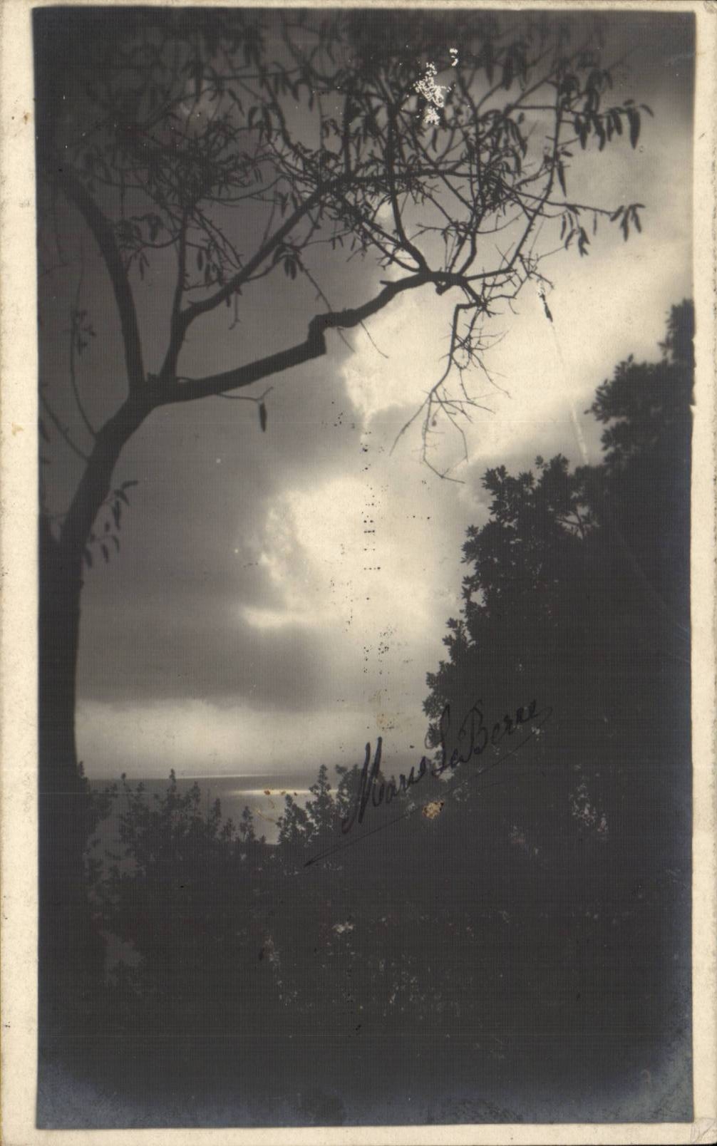 Plantes - Arbres - La Nuit - CPA 