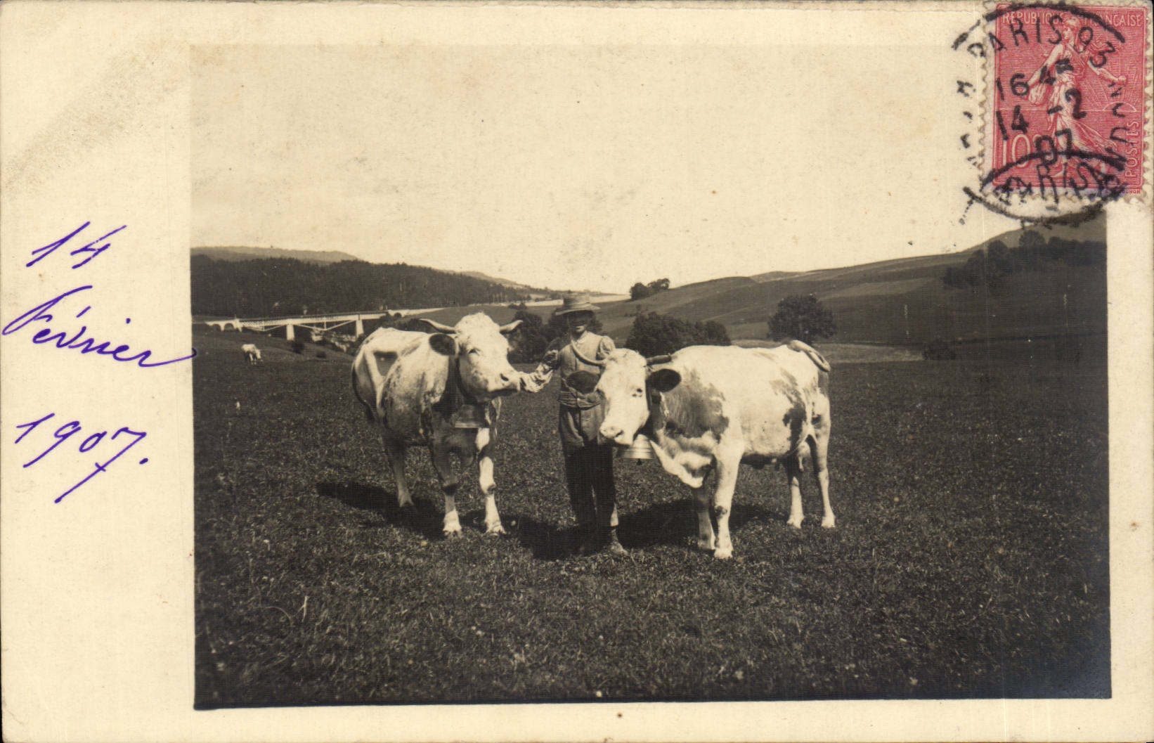 CPA CARTE PHOTO Vaches Elevage 