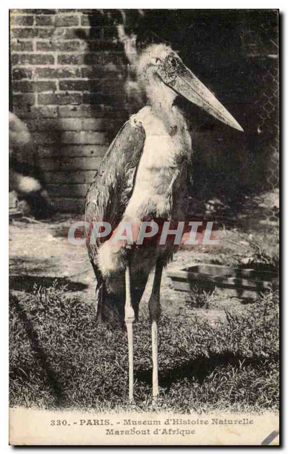 Paris CPA Museum d'histoire naturelle Marabout d'afrique (oiseau)