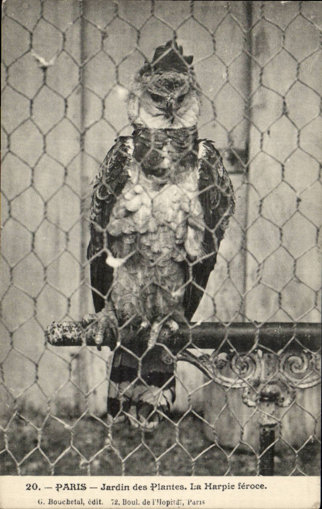 Paris CPA Jardin des Plantes La harpie feroce (oiseau)