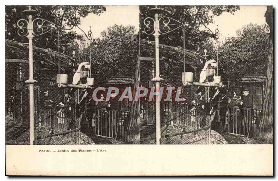 Paris CPA Jardin des plantes L'ara (oiseau) (vues stereoscopiques)