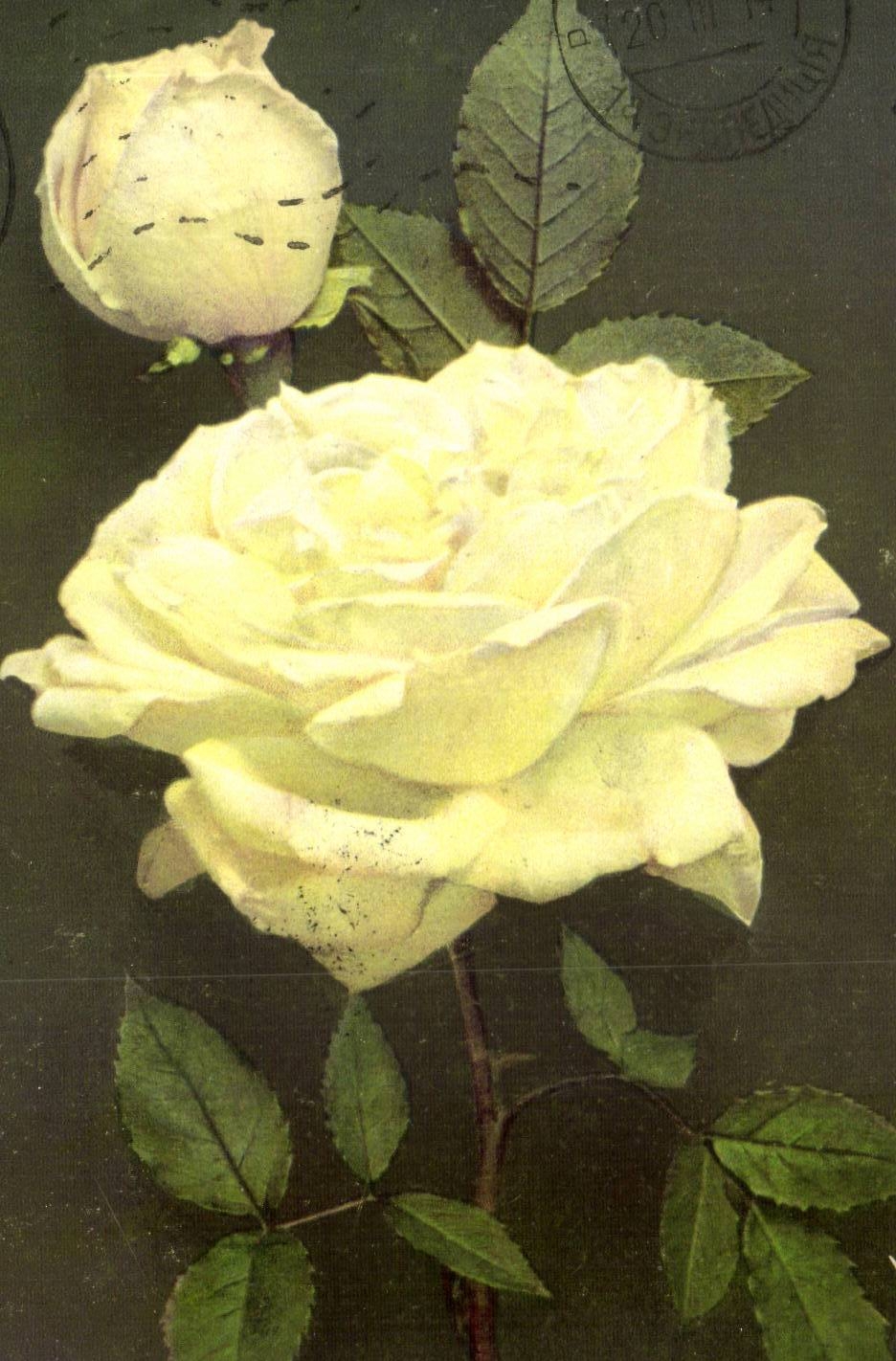 CPA Fantaisie Fleur Rose
