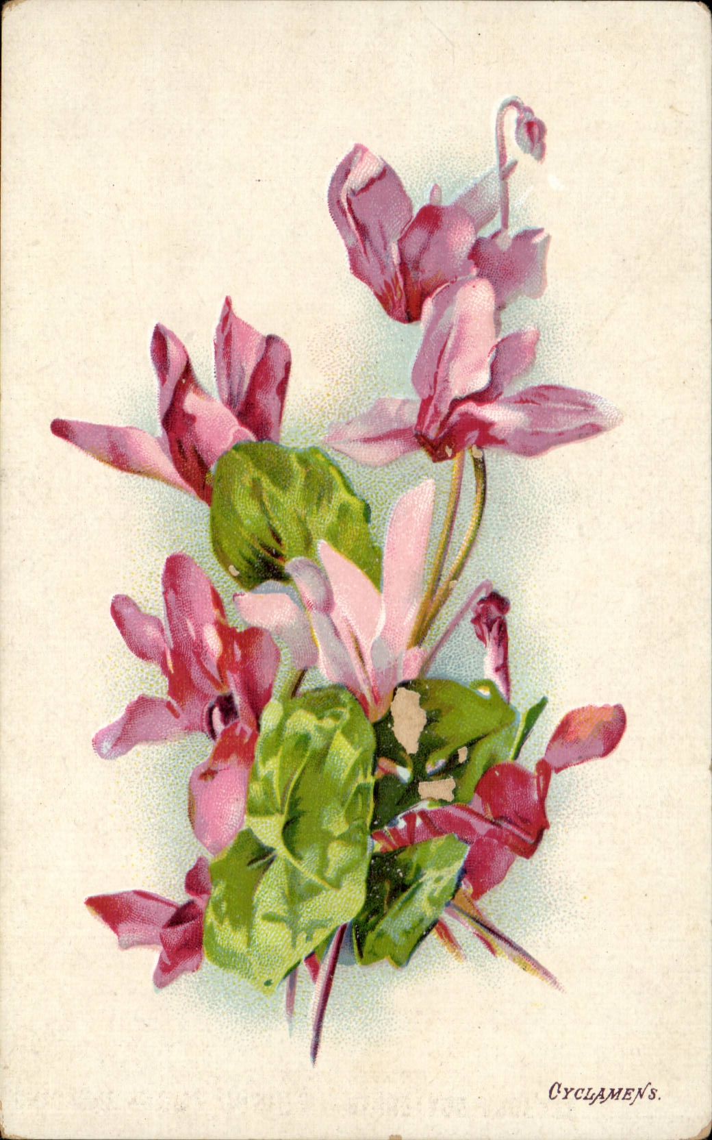 CPA Fantaisie Fleur Cyclamen's