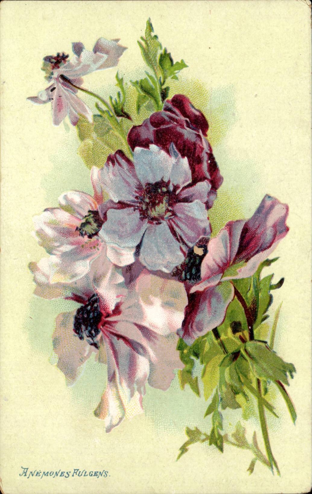 CPA Fantaisie Anemones Fulgens