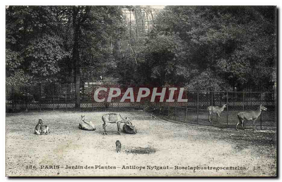 Paris - 5 - Jardin des Plantes - Antilope Nyigaut - CPA 