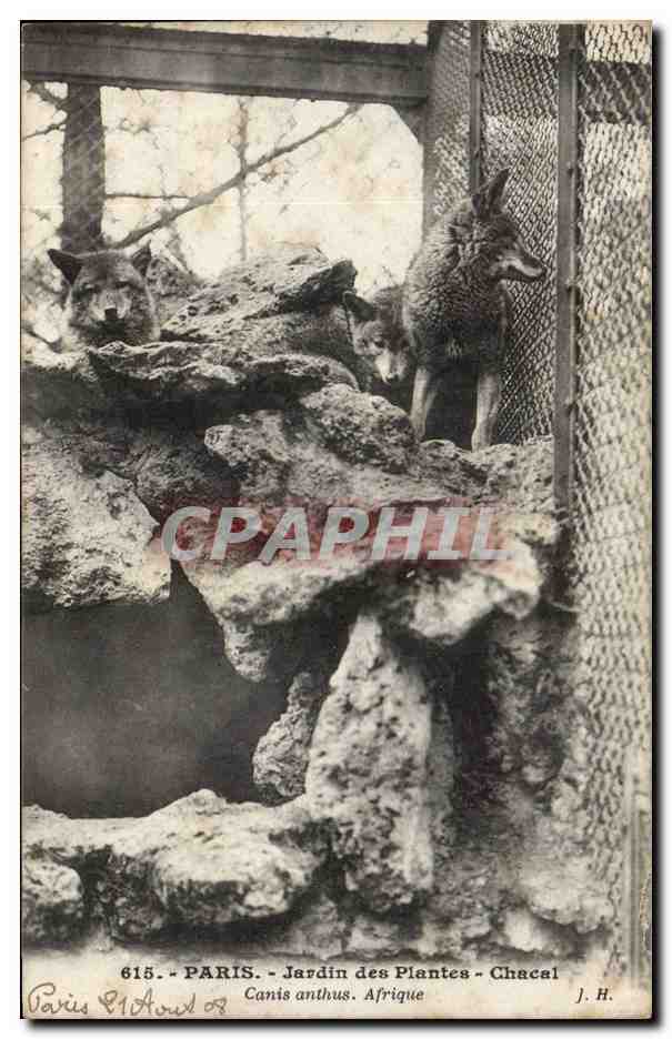 Paris - 5 - Jardin des Plantes - Chacal - Jakal - afrique - africa -- CPA 