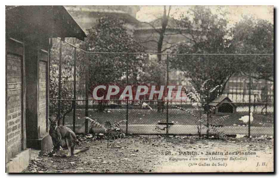 Paris - 5 - Jardin des Plantes - Kangourou roux - Kangaroo- CPA 