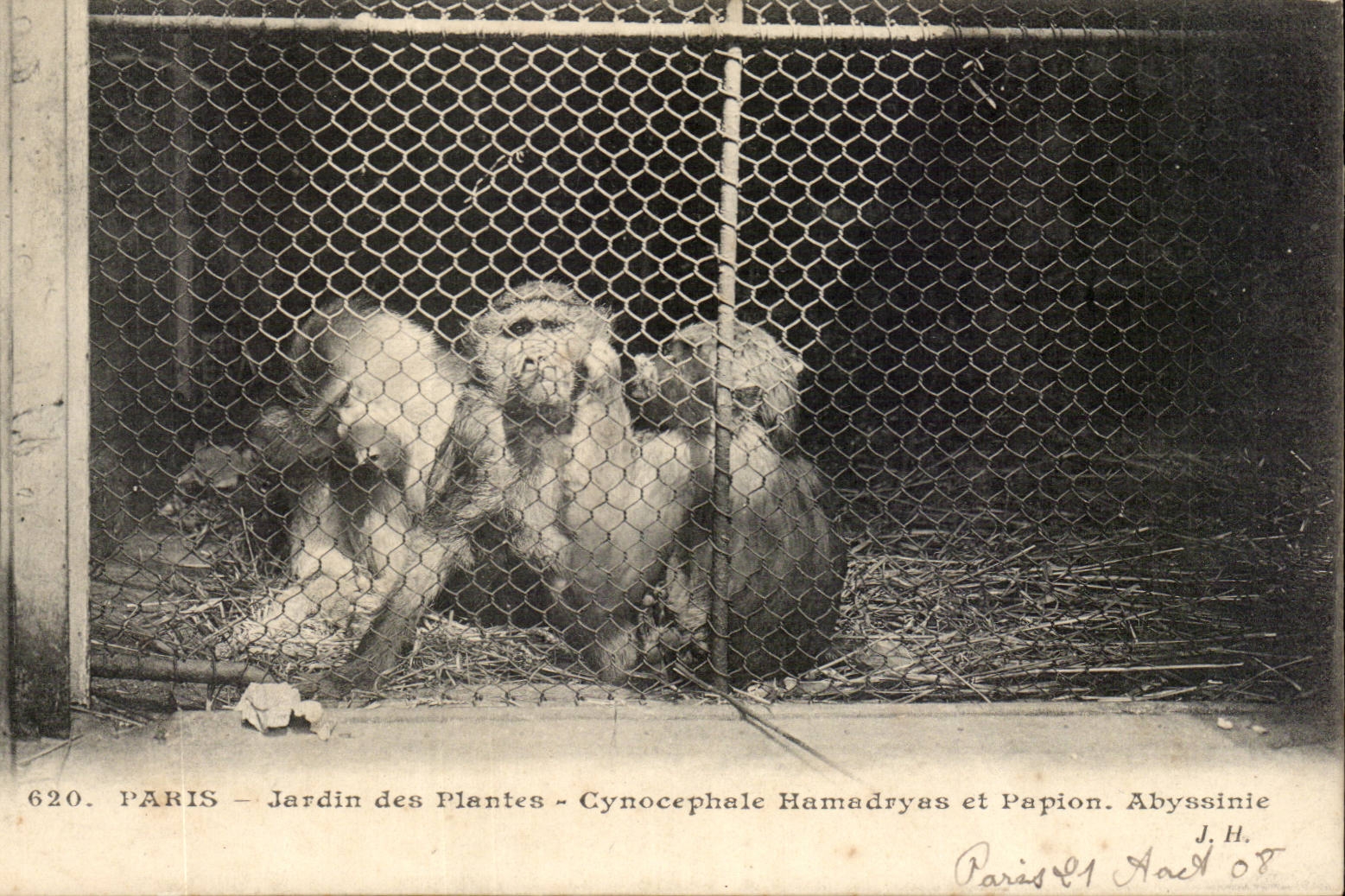 Paris - 5 - Jardin des Plantes - Cynocephale - Singe - Monkey CPA 