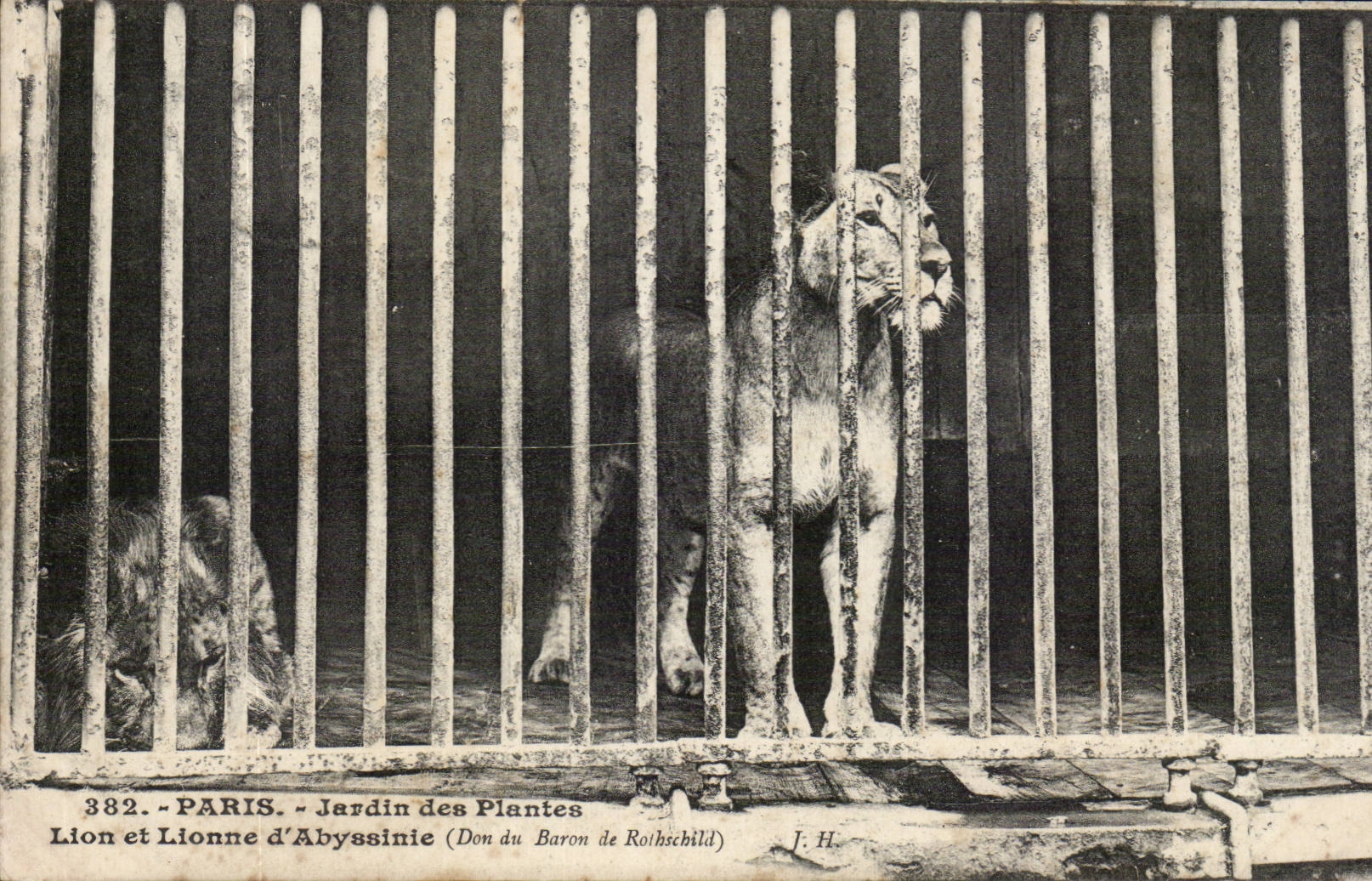 Paris - 5 - Jardin des Plantes - Lion et Lionne dAbsyssinie CPA 